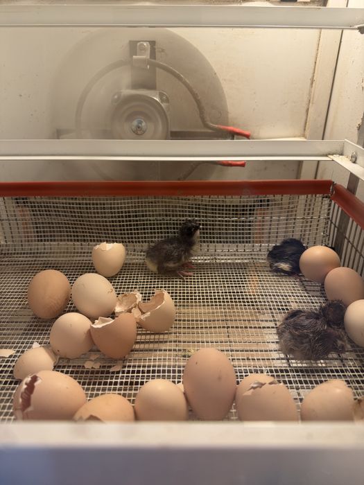 Vand pui rasa Australorp negru