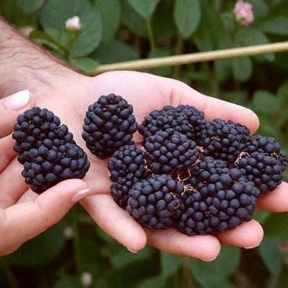 Продам  Ежевика.Американка