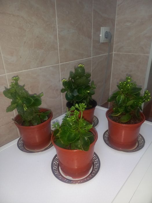 Комнатные растения