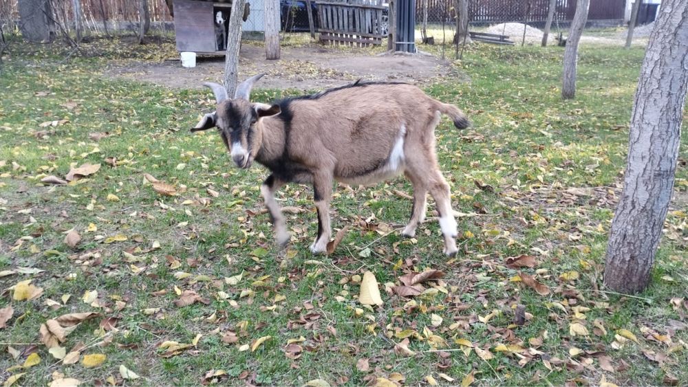 vand metis Anglo-Nubian-Alpin Francez