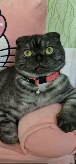 Вязка Скоттш фолд вислауха.