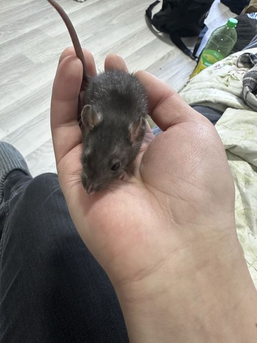 Крыса дамбо месяц