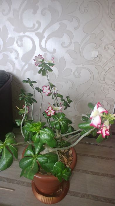 Продам цветок АДЕНИУМ!