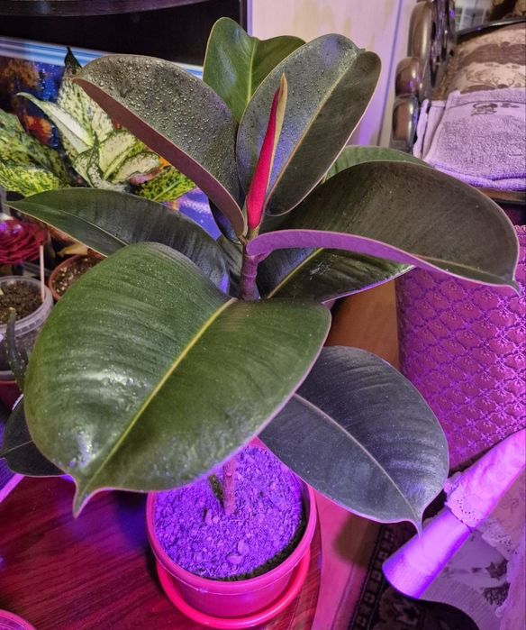 Фикус эластика(каучуконосный)