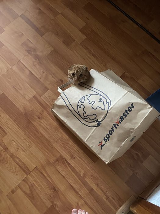 Ищем кошку для вязки