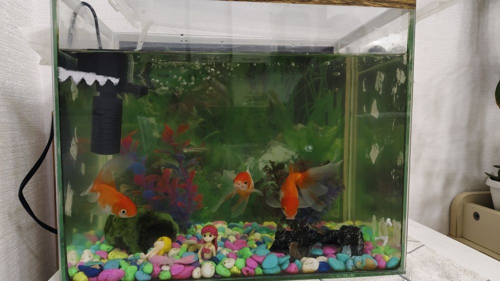 Балықтарымен аквариум/ аквариум с рыбками