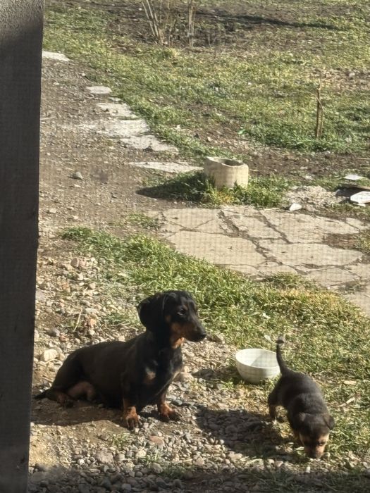 Такса 2 года девочка добрый