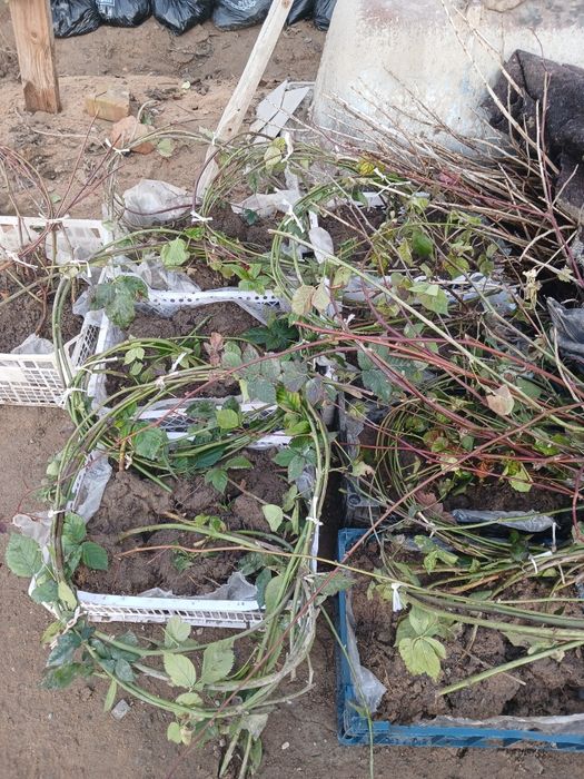 Продам кусты ежемалины