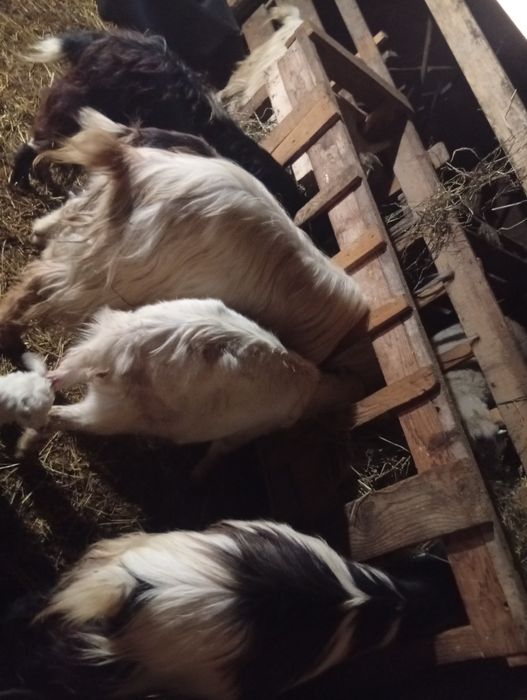 Schimb capre cu iezi pe oi