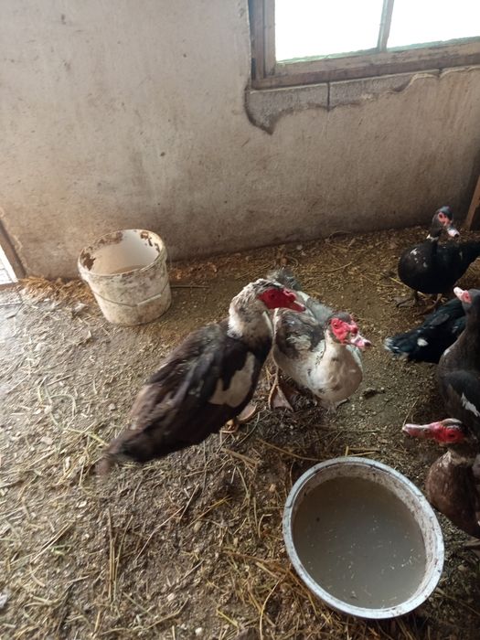 Продам индоуток  и селезней