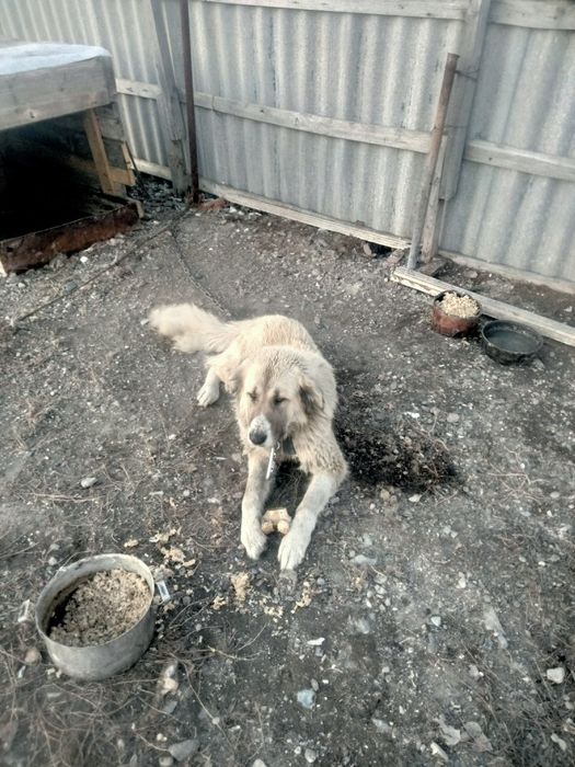 Кавказская овчарка, собака