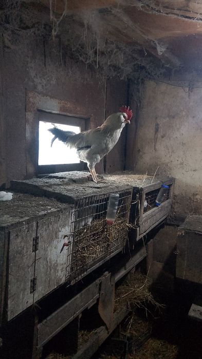 Продам домашний петуха