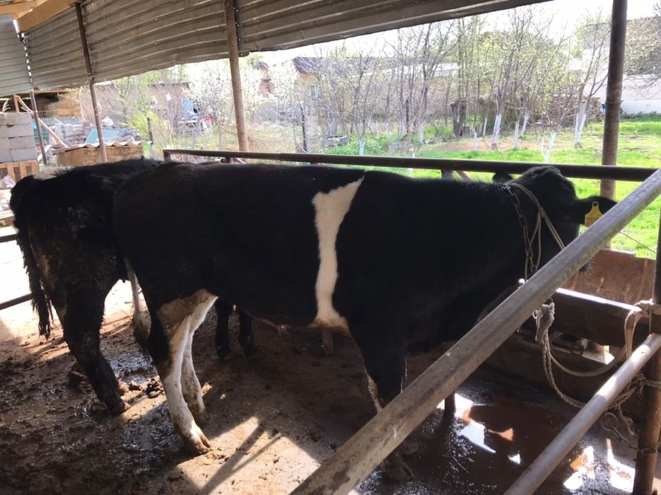 Бука  продаётся срочно