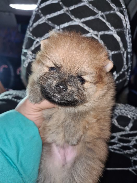 Продам щенка шпица.