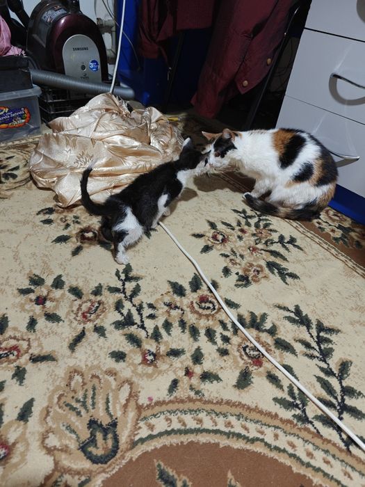 Отдам котёнка в добрые руки.
