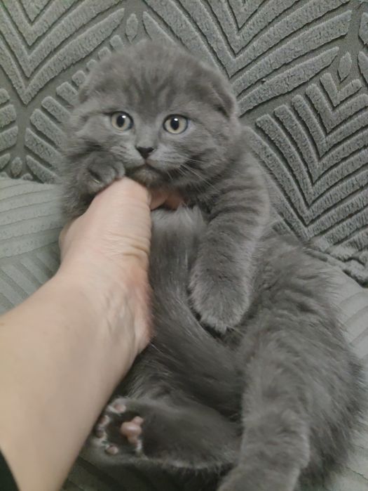 Котик Фолд шоу класса .