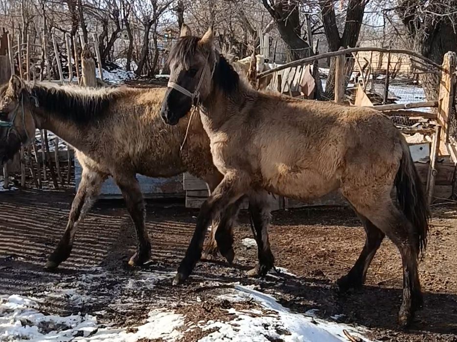 2 бас мұғалжар жабағылар сатылады