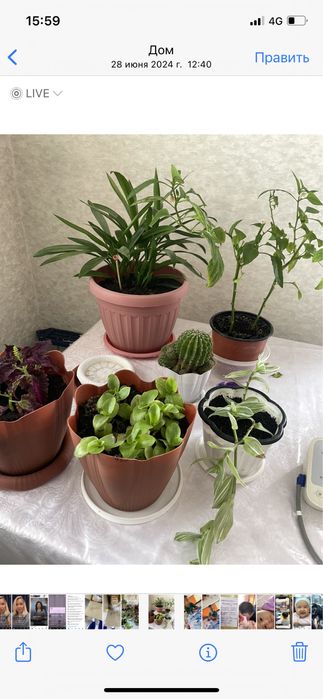 Продам цветы,комнатные: