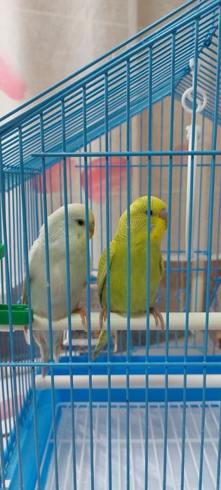 Волнистые попугаи можно обучить разговаривать очень бысро