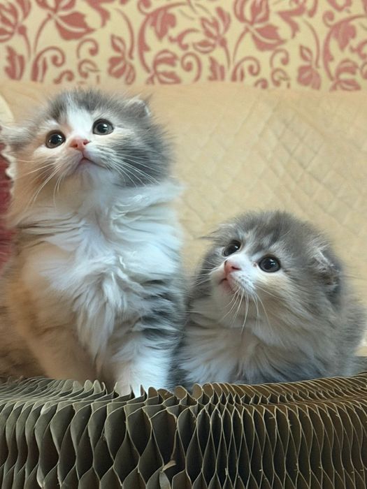Шотландские длинношерстные  малыши