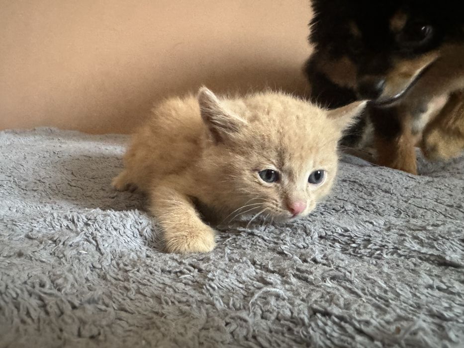 Котята 1000 тенге