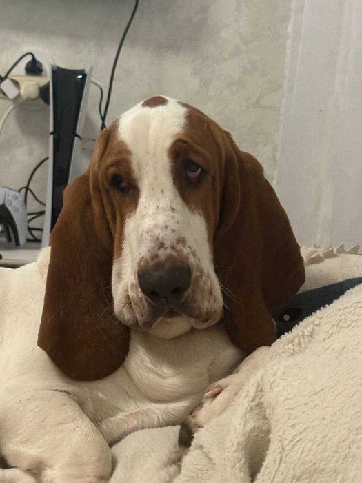Бассет хаунд  щенок