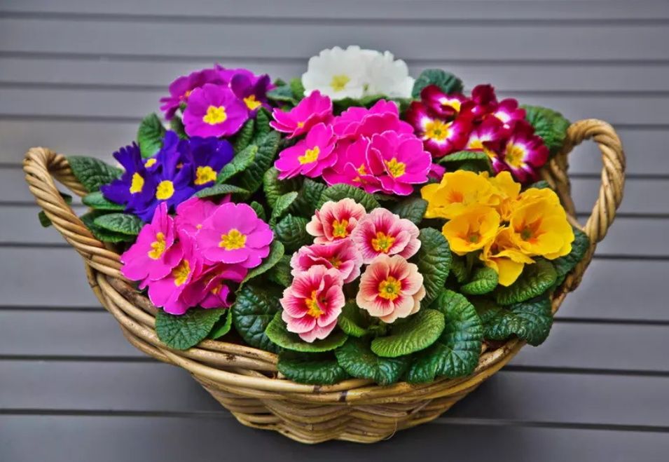 Producător local de zambilă, narcisă,lalea,