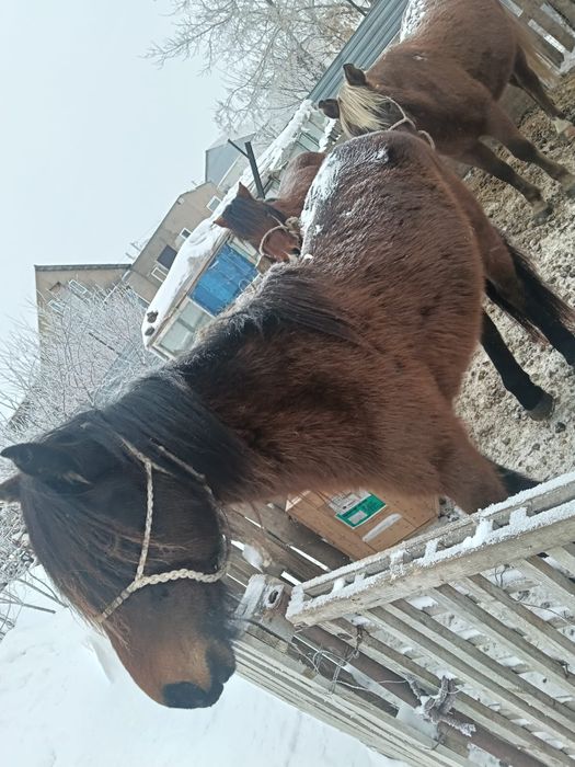 Продаёсят Бие  с  жеребенкам Байтал