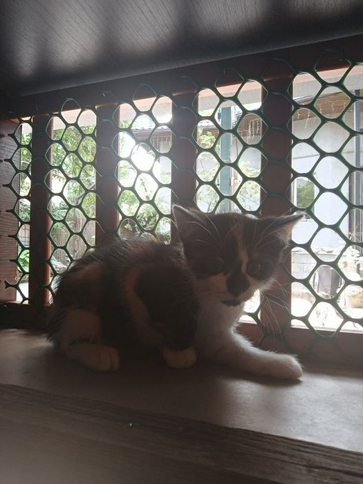 Котята ждут своих хозяев