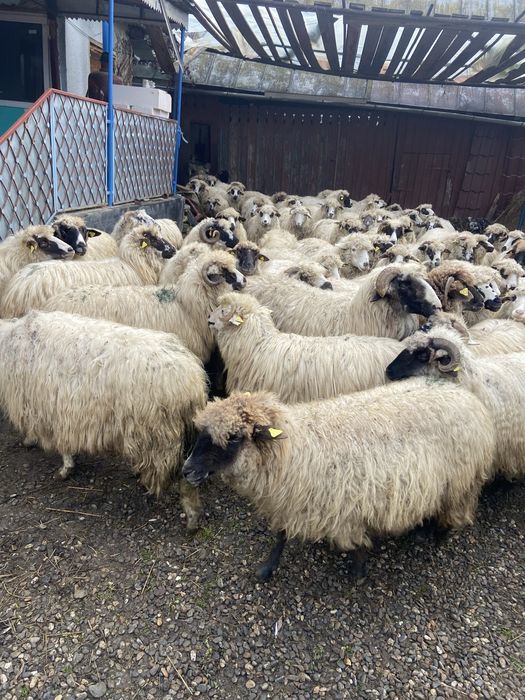 Oi si capre de vanzare