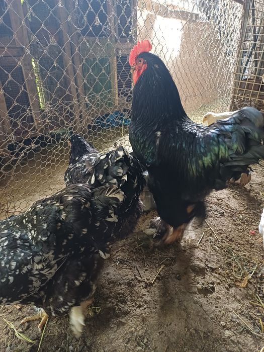 Продам кохинхинов