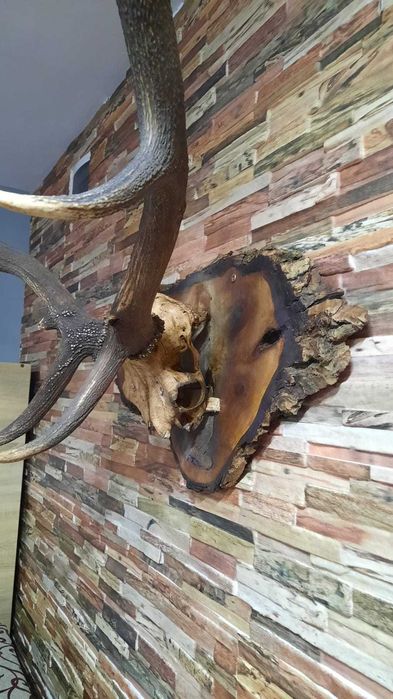 Trofeu cerb carpatin