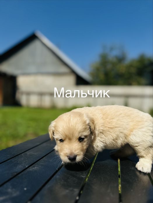 Срочно. 6 щенков ищут дом