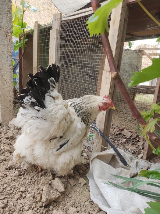 Tuxum Damashniy sifatli tuxumlar yangi