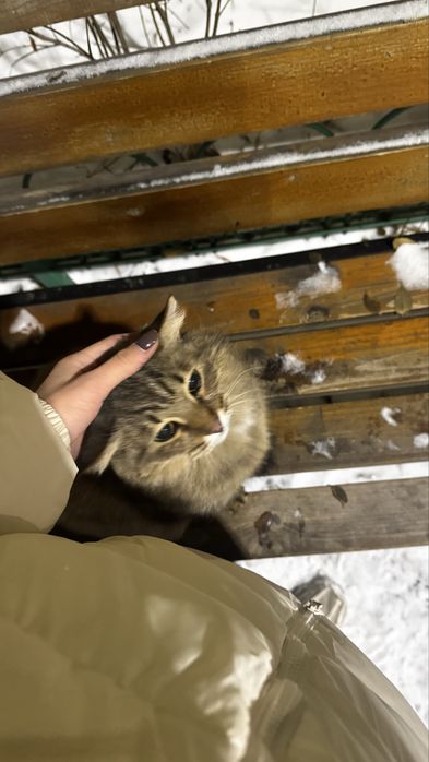 Передержка кошечек