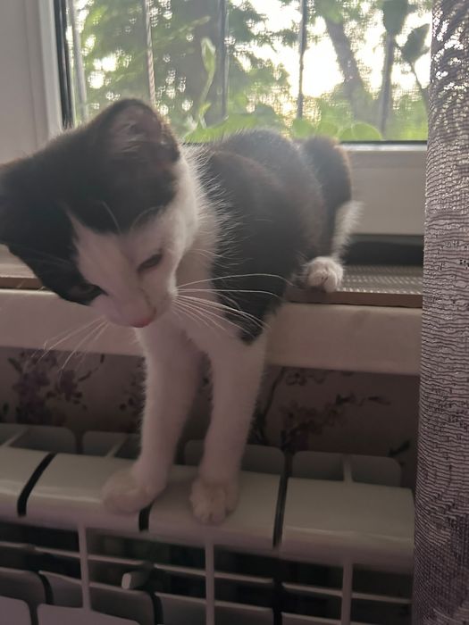 SOS ! Котёнок.  Даром !