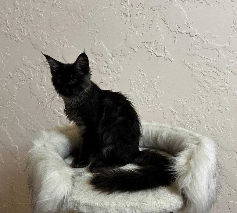 Продаются котята породы мейнкун