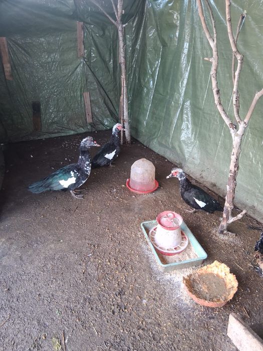 Pasari diverse de vanzare