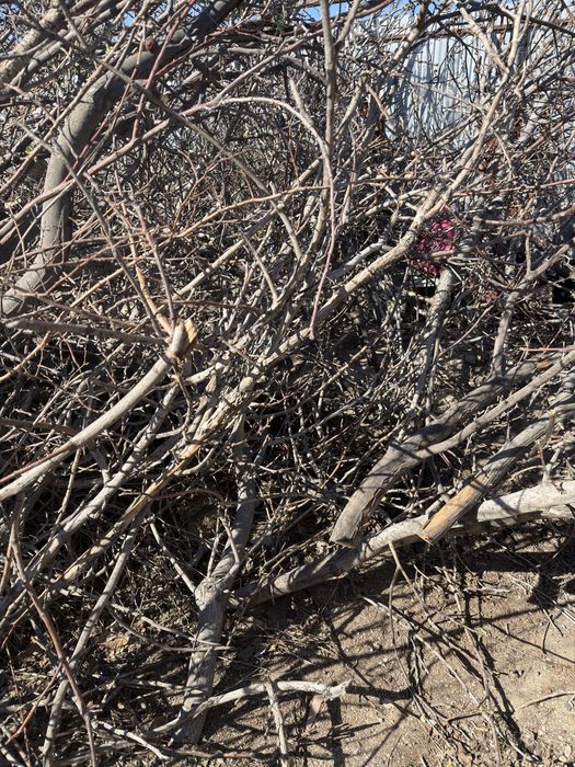 Деревья на дрова