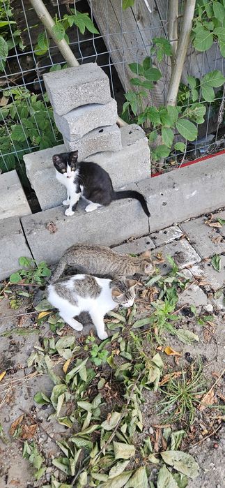 Pisoi spre adoptie
