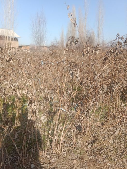 Malina kochat sotiladi 10000