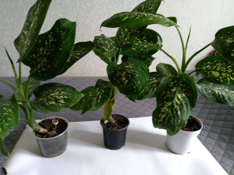 Дифенбахия - Дифенбахия