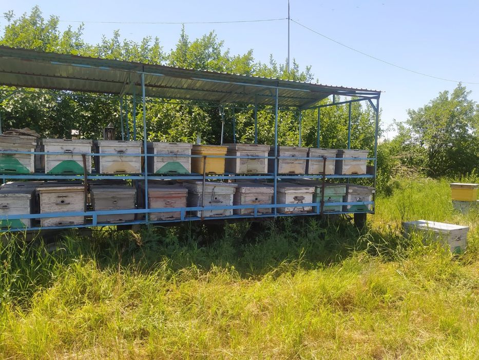 Прицеп с пчелами