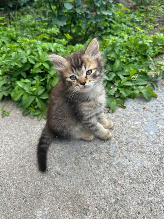 Котята, девочки, 1 мес
