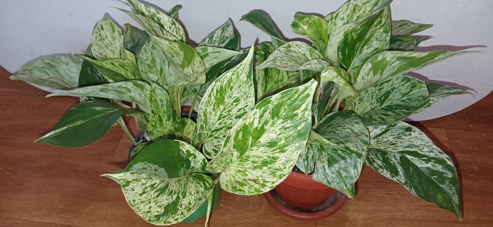 Комнатные растения от 2500