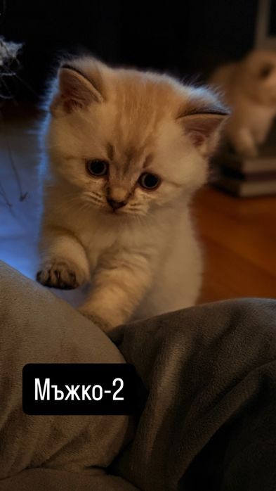 Британски котки