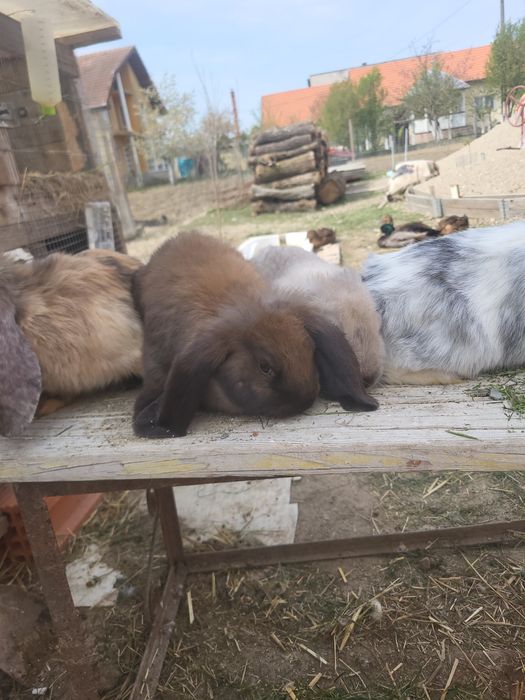 Iepuri berbec german