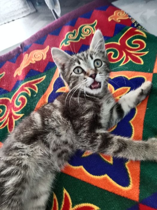 Котенок в борые руки