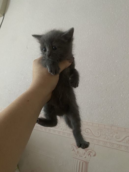 Продам котят очень красивые