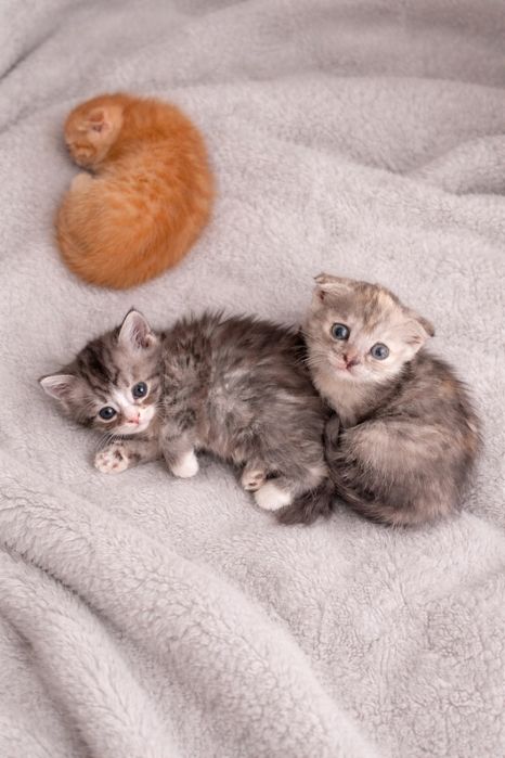 Отдам котят 2х месячные